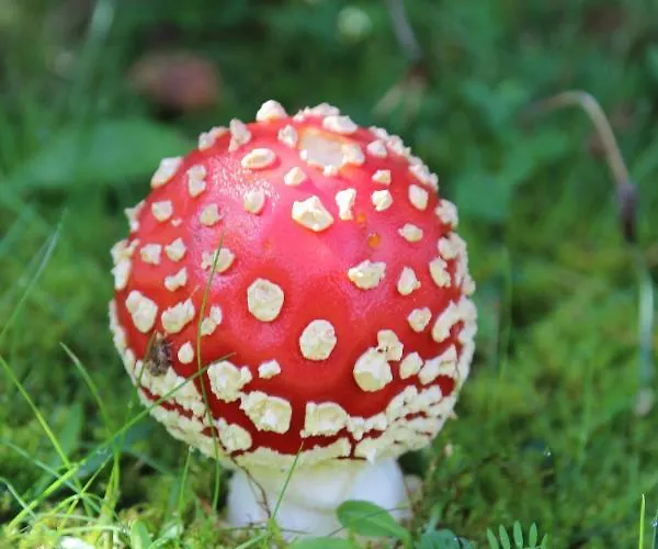 بيت للعطل Eifeldoemchen باد مونستريفل